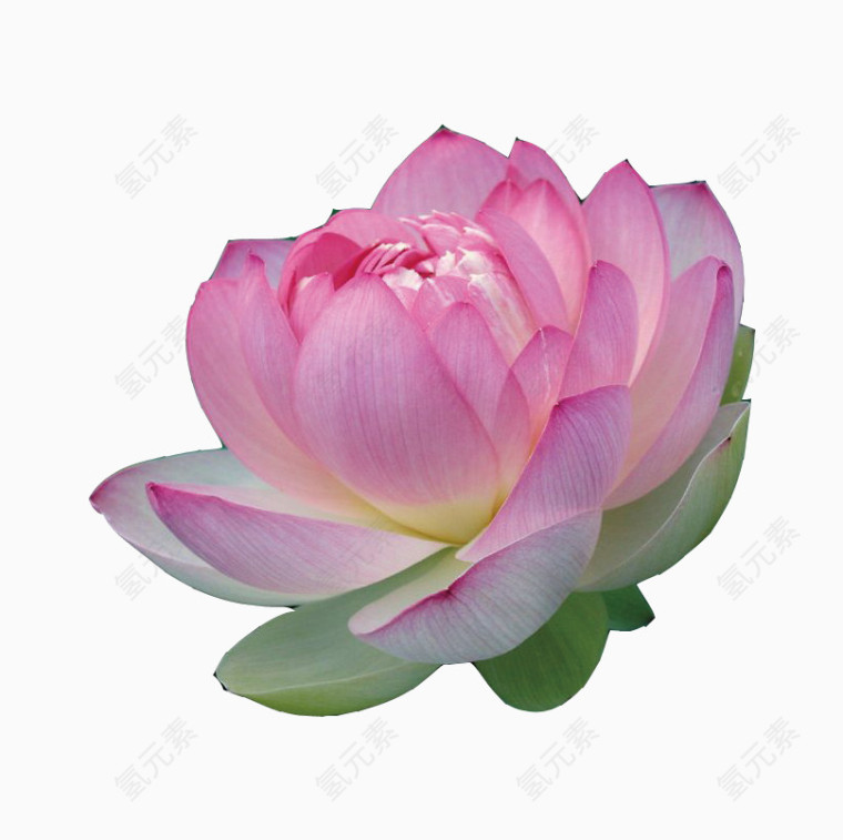粉色荷花