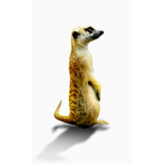 猫鼬装饰设计素材