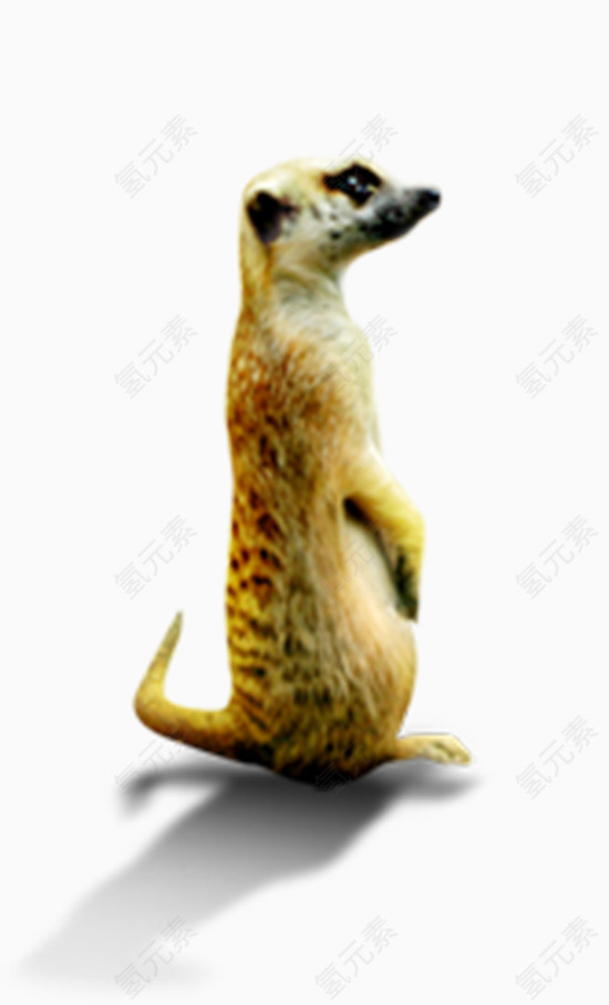 猫鼬装饰设计素材