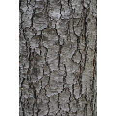 树皮纹理