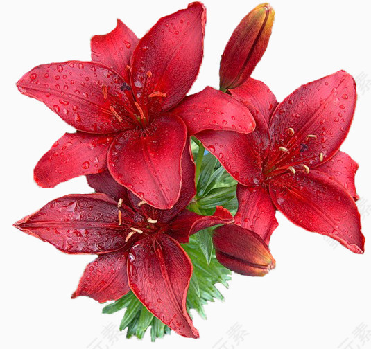 花卉矢量图素材装饰