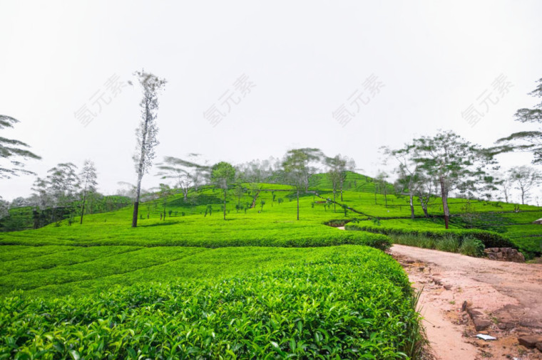 茶园风景