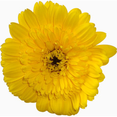 装饰素材国画花卉素材