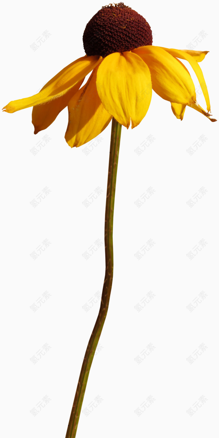 秋天菊花