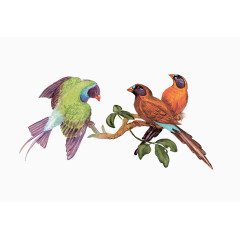 清新手绘水墨站在树枝上的画眉鸟