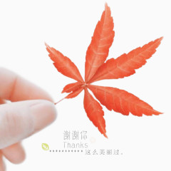 唯美枫叶感恩图片