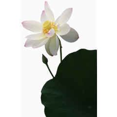 装饰素材唯美花卉图片