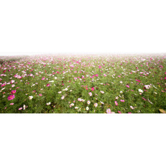 田园风素材卡通装饰图片