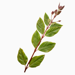 绿色植物叶子PNG透明图片素材