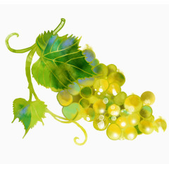绿色葡萄水果