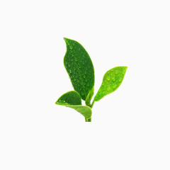 薄荷叶 小清新 五一劳动节 绿色植物