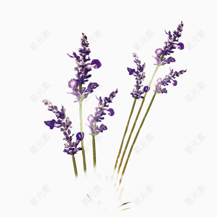 紫色薰衣草