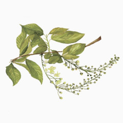 手绘插画树叶小穗元素