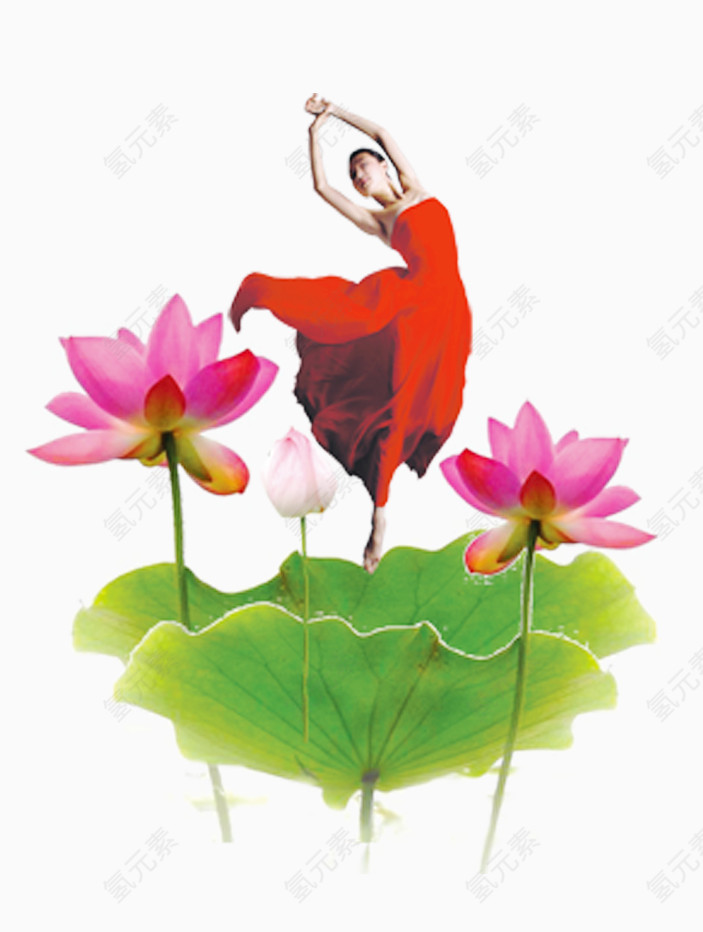 美女荷花