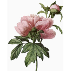 卡通花饰图片复古图片素材 一朵牡丹花