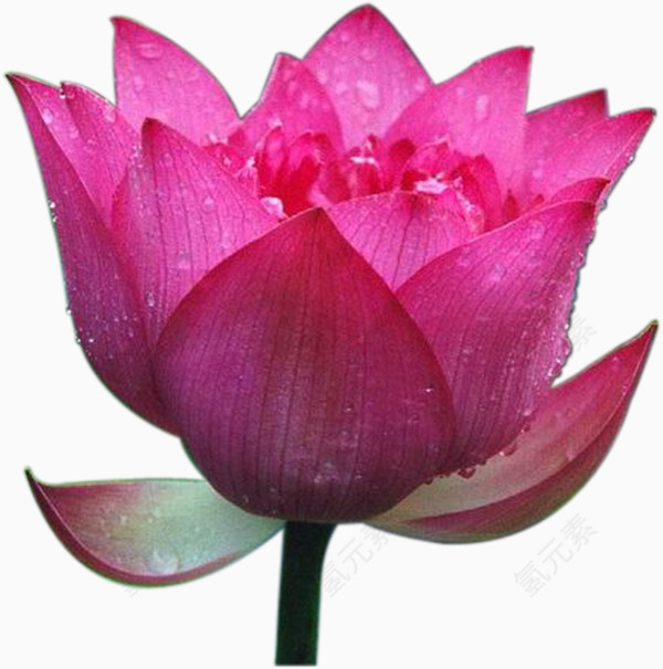 时尚风格装饰花边花朵