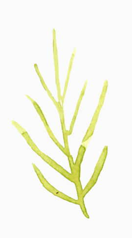 植物水彩画
