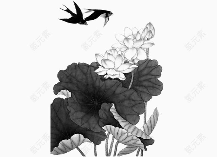 荷花