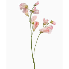 装饰卡通唯美花卉图片