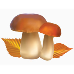 蘑菇