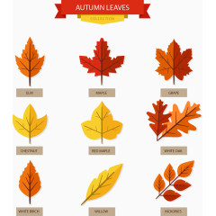 矢量手绘秋日树叶