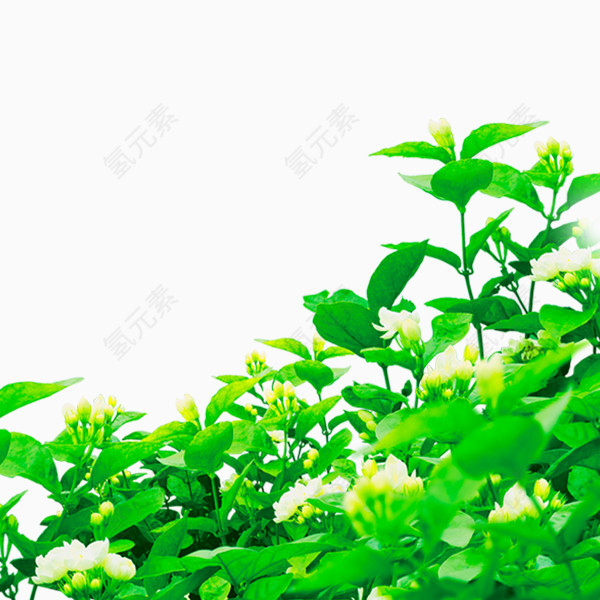 植物