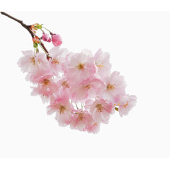 粉色桃花素材元素