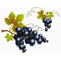 手绘葡萄