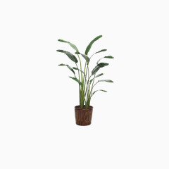 鲜花盆栽