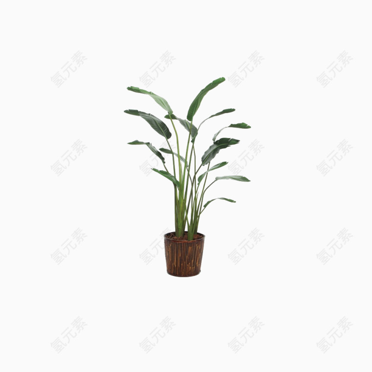 鲜花盆栽