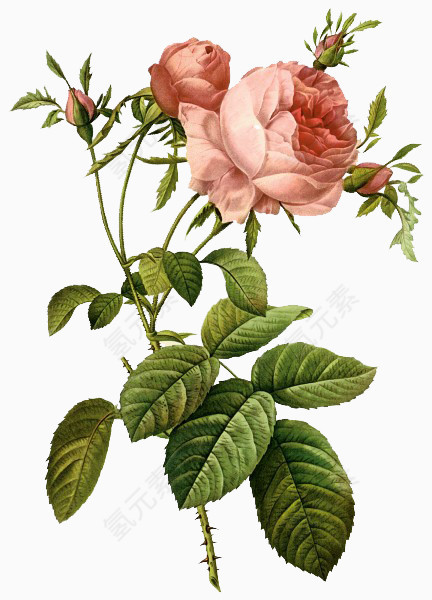 手绘花朵素材月季花