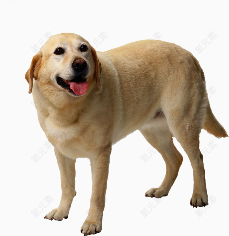狗狗