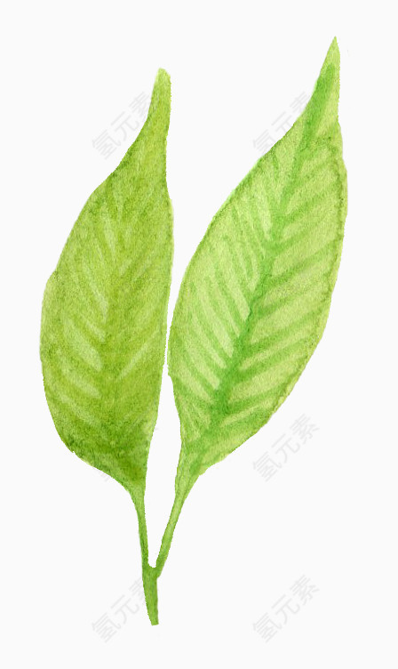 植物水彩画