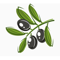 橄榄叶橄榄图片