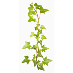 绿色常青藤藤蔓素材