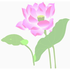 春天手绘粉色荷花