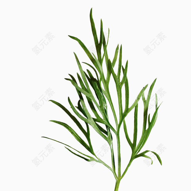 植物叶
