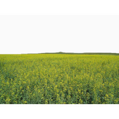 呼伦贝尔大草原