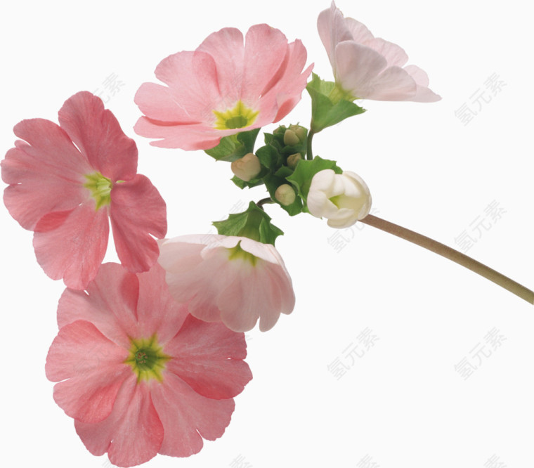 粉色鲜花