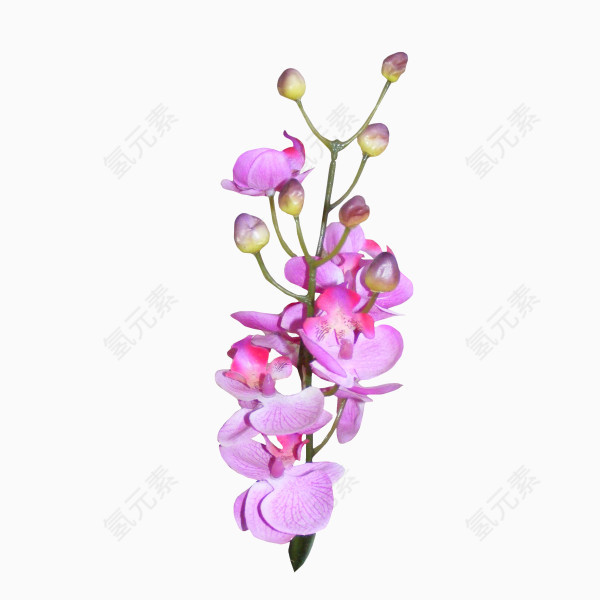盛开花儿PNG免抠图素材