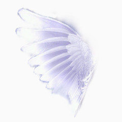 一对翅膀免抠素材