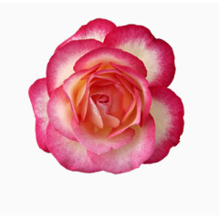 鲜花图片素材背景素材