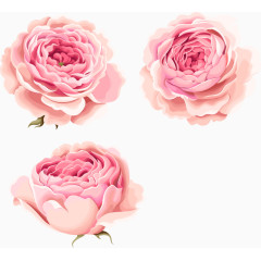 手绘唯美粉色牡丹花 