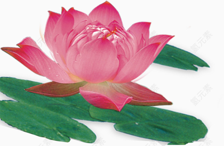 粉色荷花