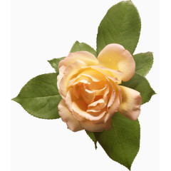 手绘花朵素材抽象鲜花图片素材