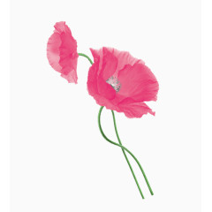 红色花朵手绘插画