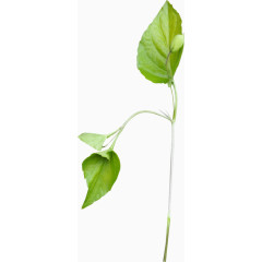 花草图片素材线描花卉