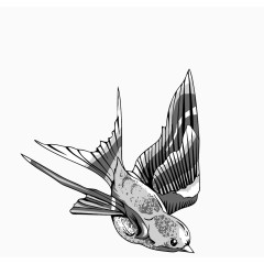 黑白色细腻手绘飞鸟