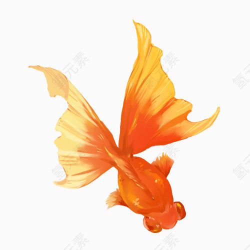 金鱼
