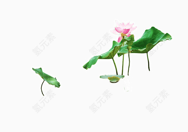 绿色荷叶